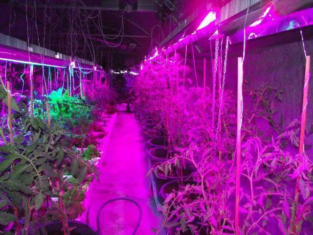 Светильник светодиодный для растений L-FITO 50 Светильник светодиодный для растений L-FITO 50