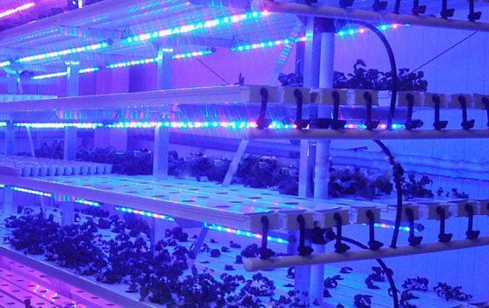 Светильник светодиодный для растений L-FITO 50 Светильник светодиодный для растений L-FITO 50